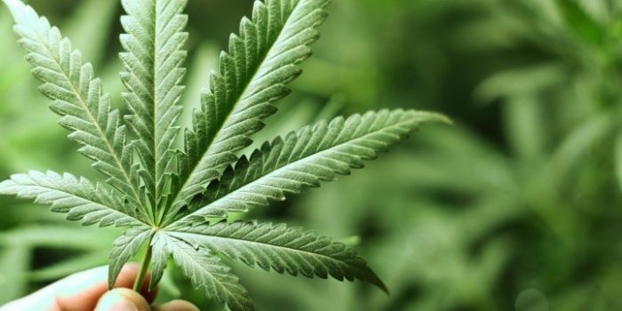 marijuana-leaf1-700x350.jpg